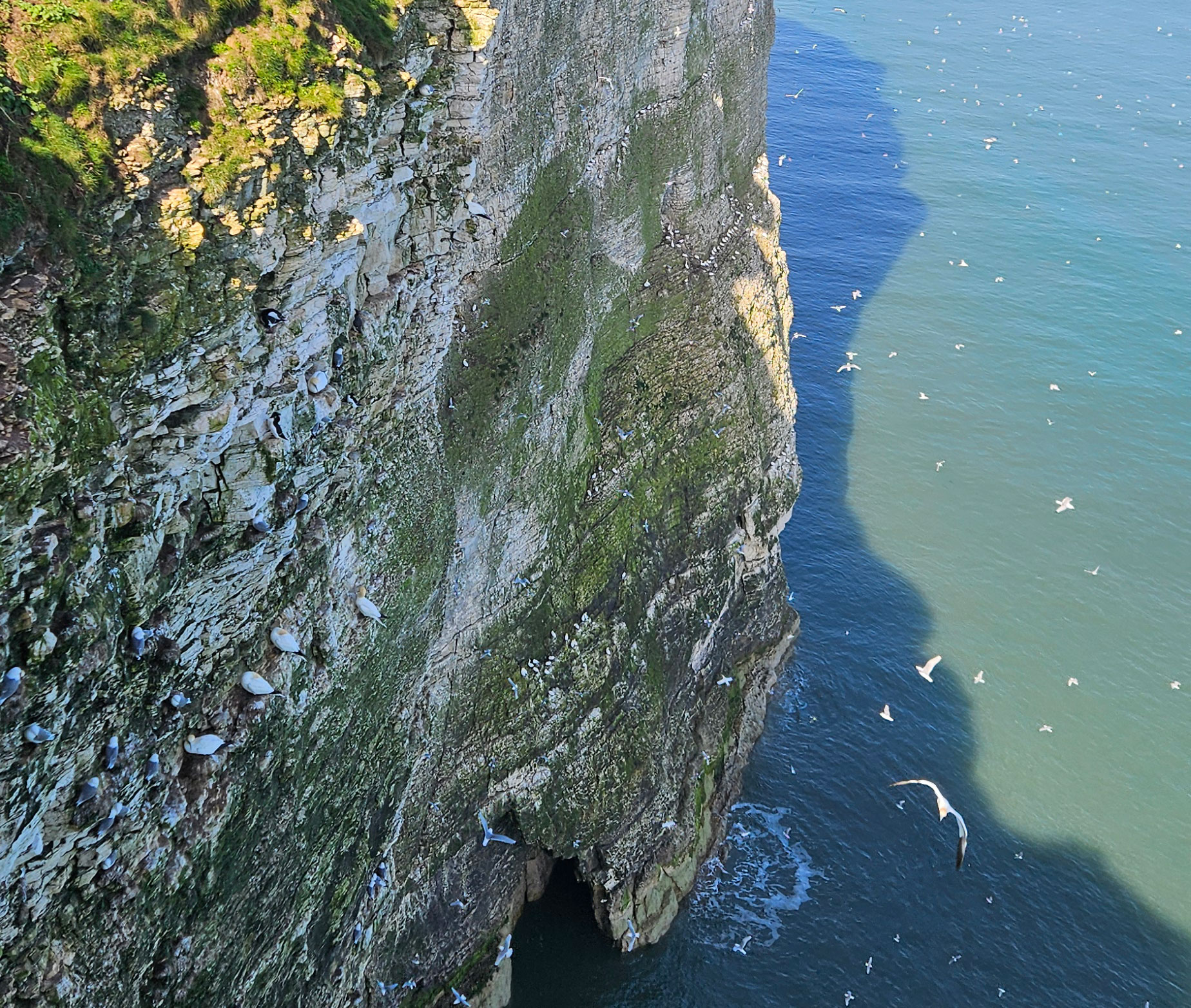 Bempton Cliffs